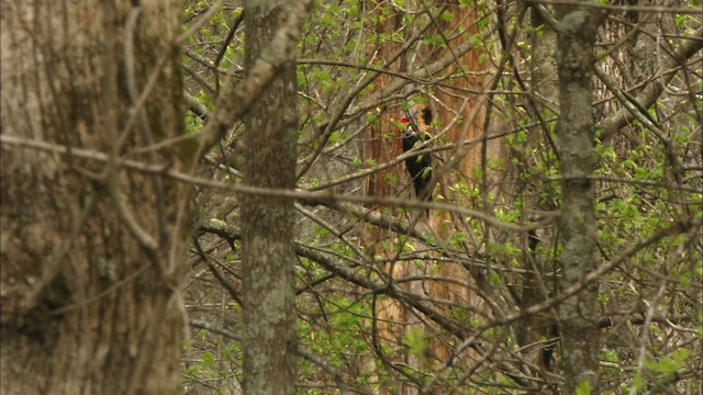 Pileated Woodpecker - ML443297