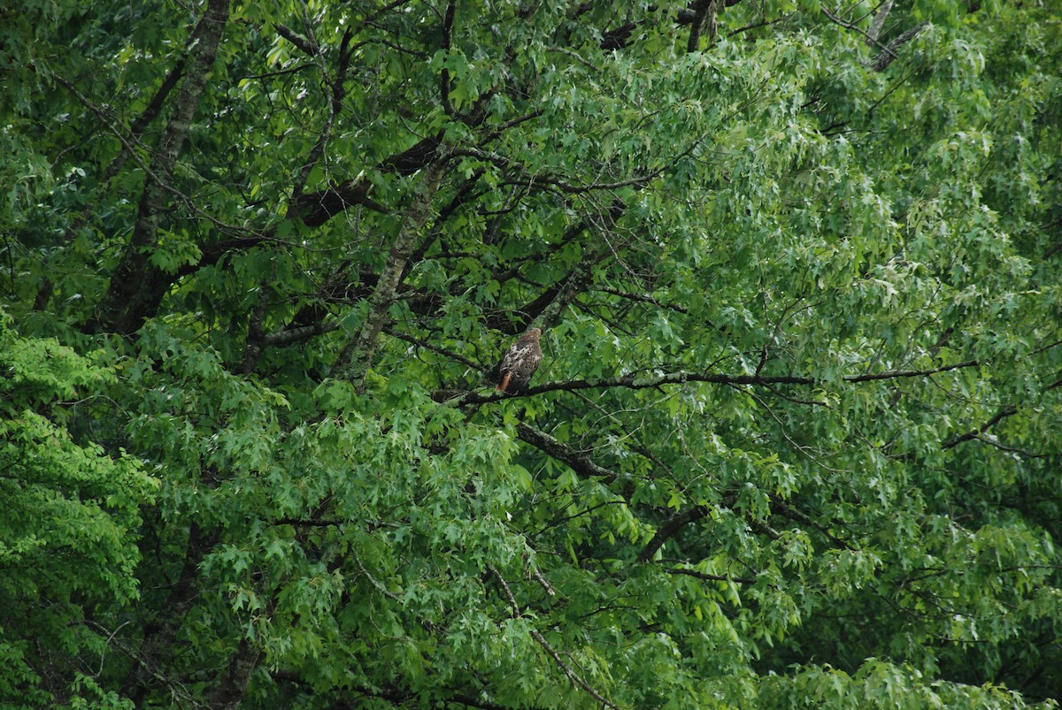 Red-tailed Hawk - ML443297831