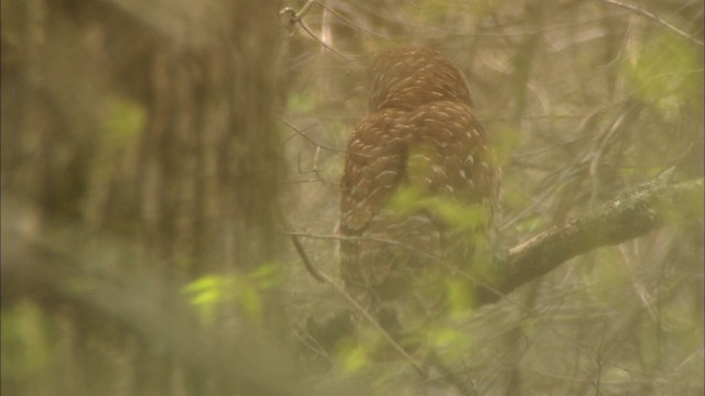 Barred Owl - ML443298