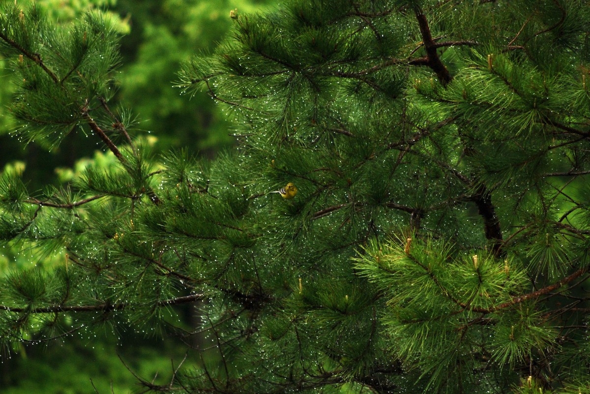 Pine Warbler - ML443298201