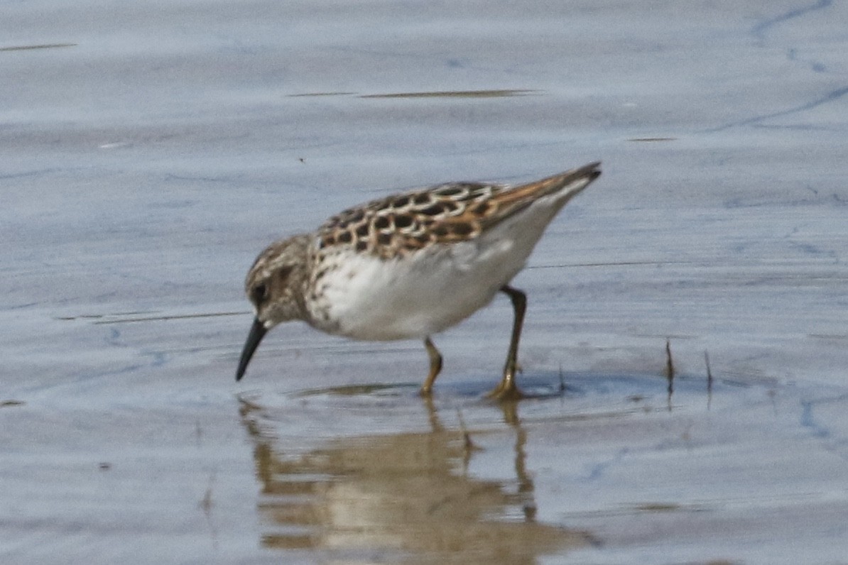 Least Sandpiper - Carol Ortenzio