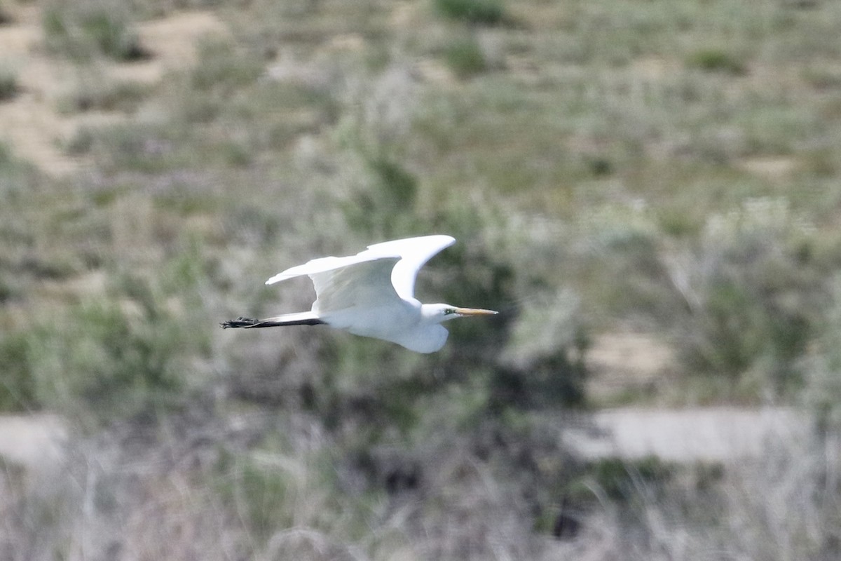 Great Egret - Carol Ortenzio