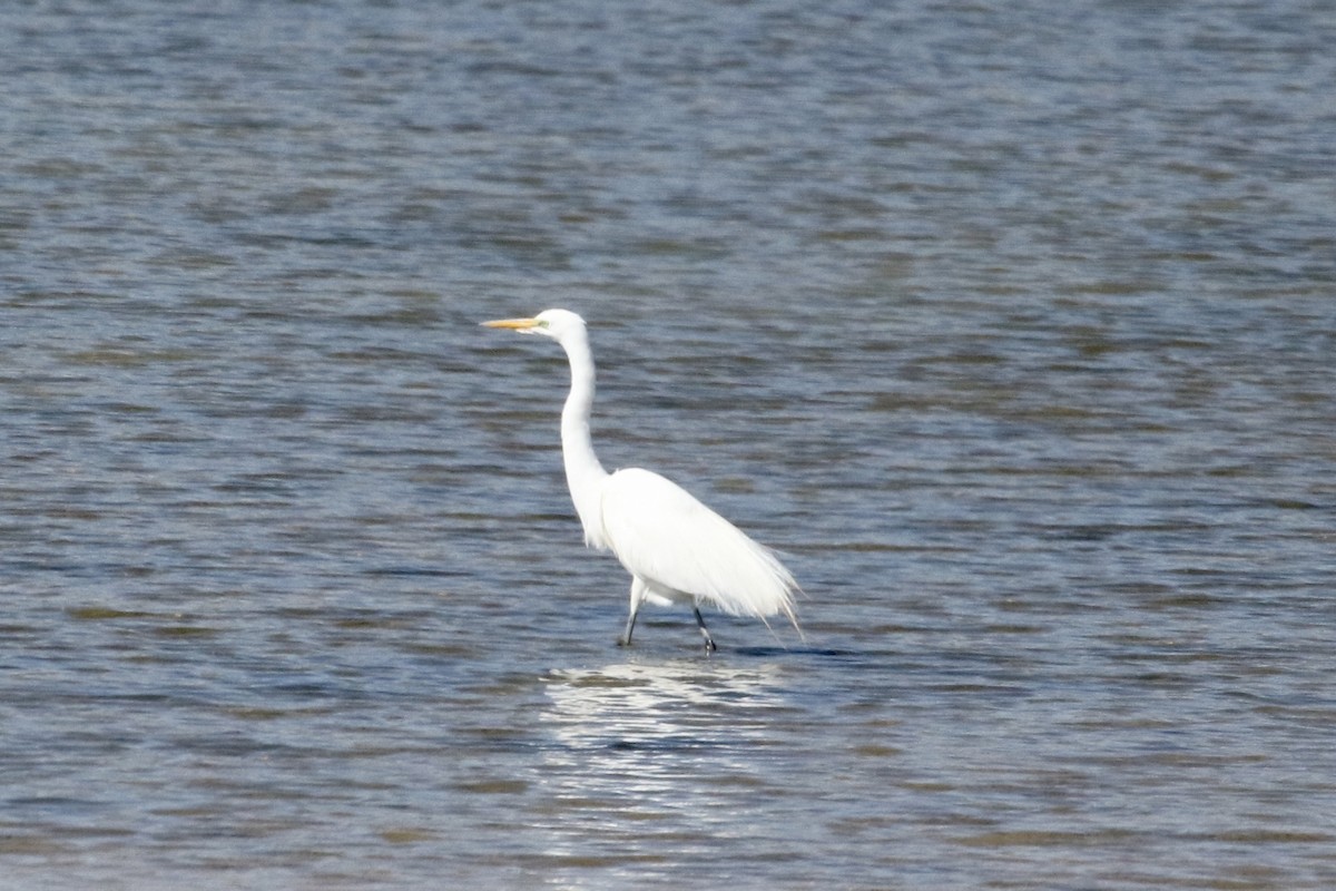 Great Egret - ML443298711