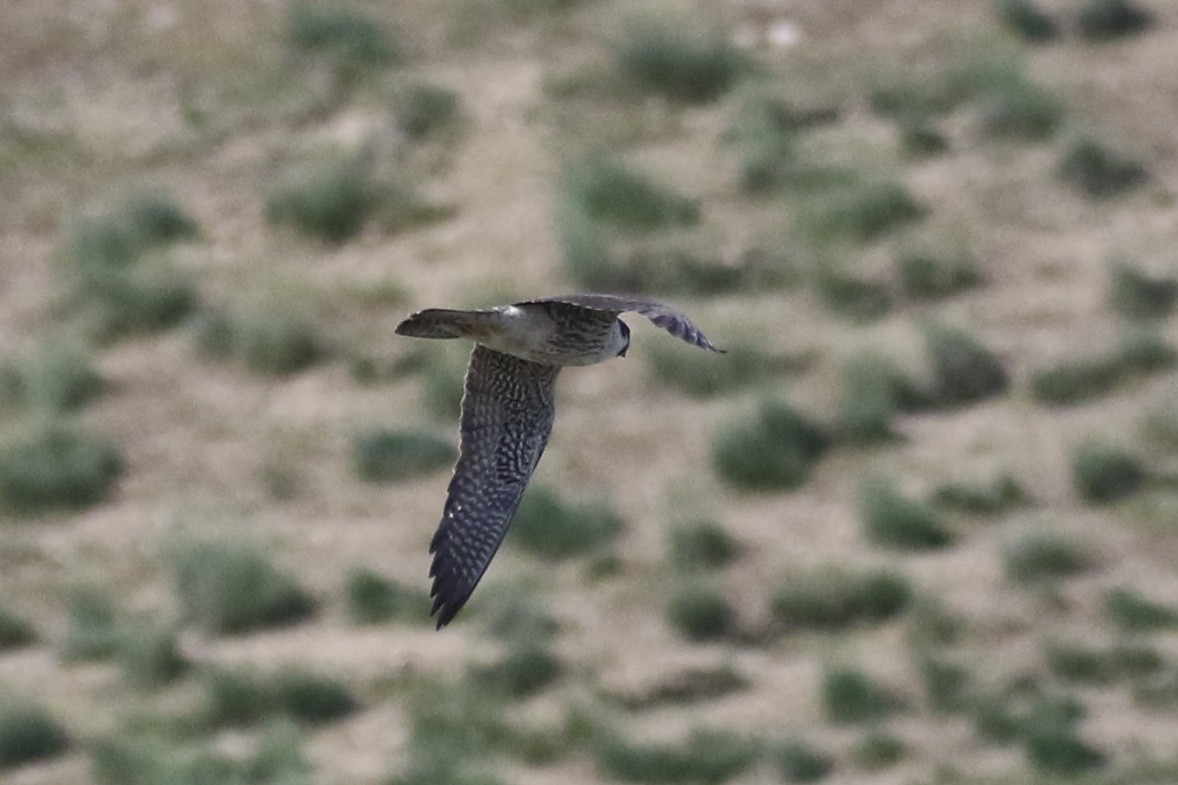 Эгэл шонхор - ML443298831