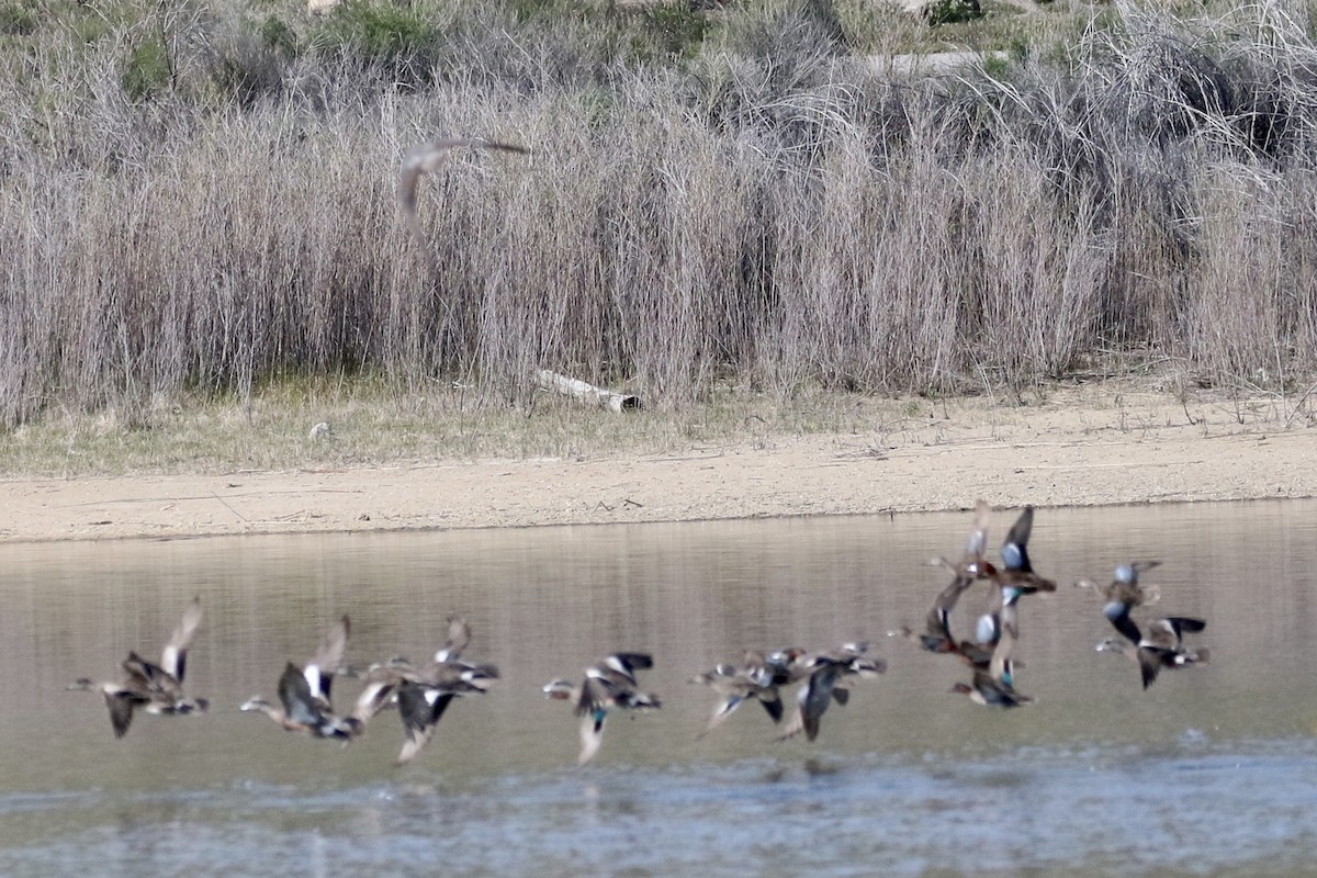 Halcón Peregrino - ML443298841