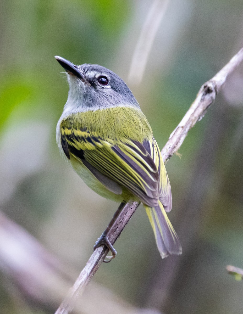 Slate-headed Tody-Flycatcher - ML443299711