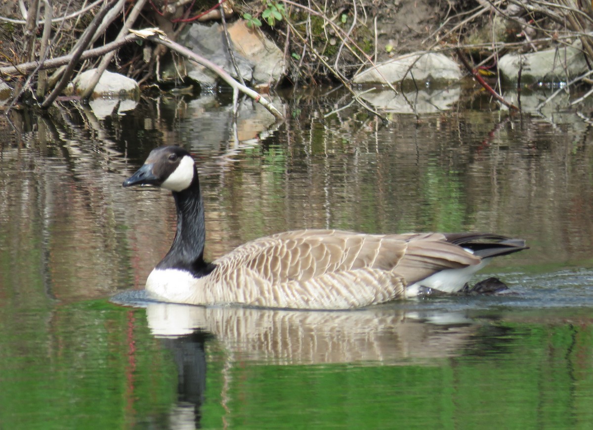 Canada Goose - ML443299731