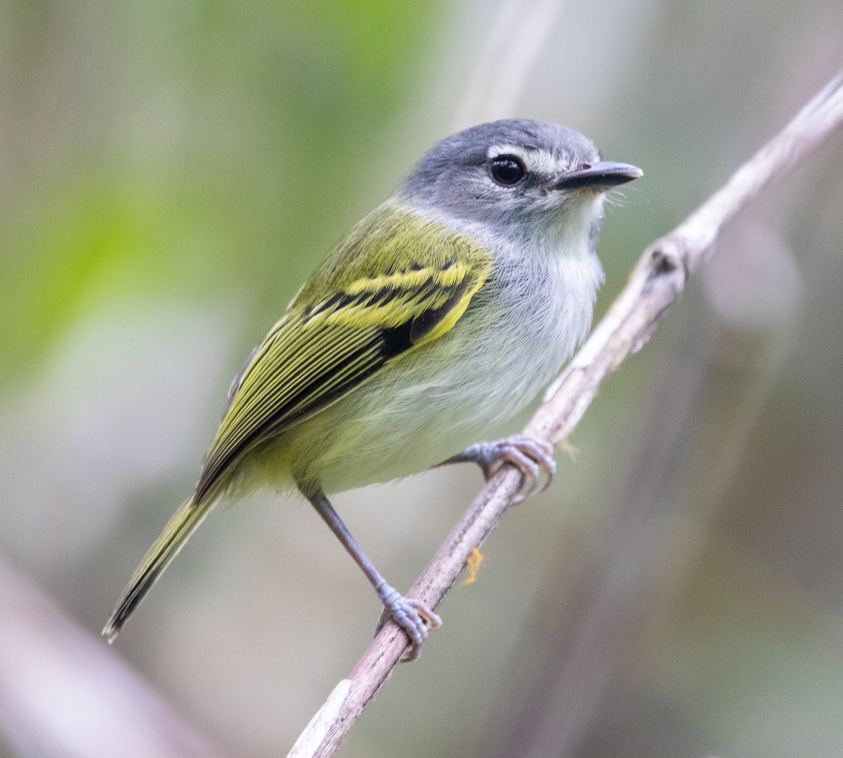 Slate-headed Tody-Flycatcher - ML443299751