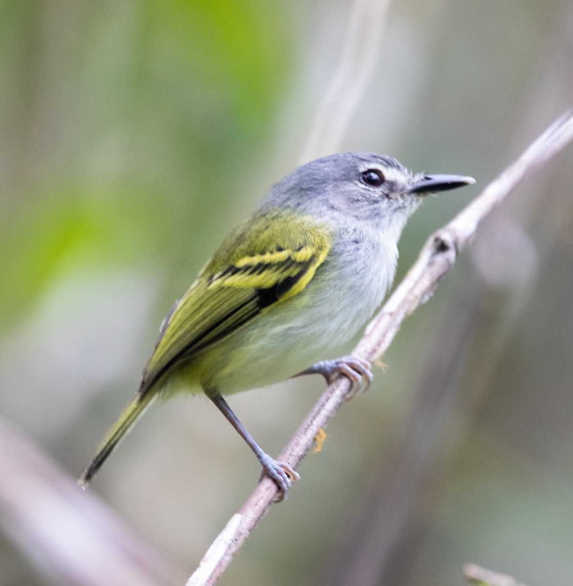 Slate-headed Tody-Flycatcher - ML443299811