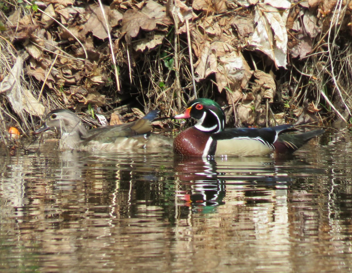 Wood Duck - ML443300041