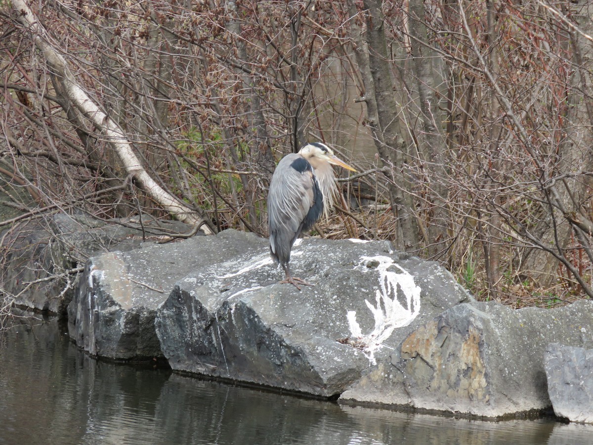 Great Blue Heron - ML443300581