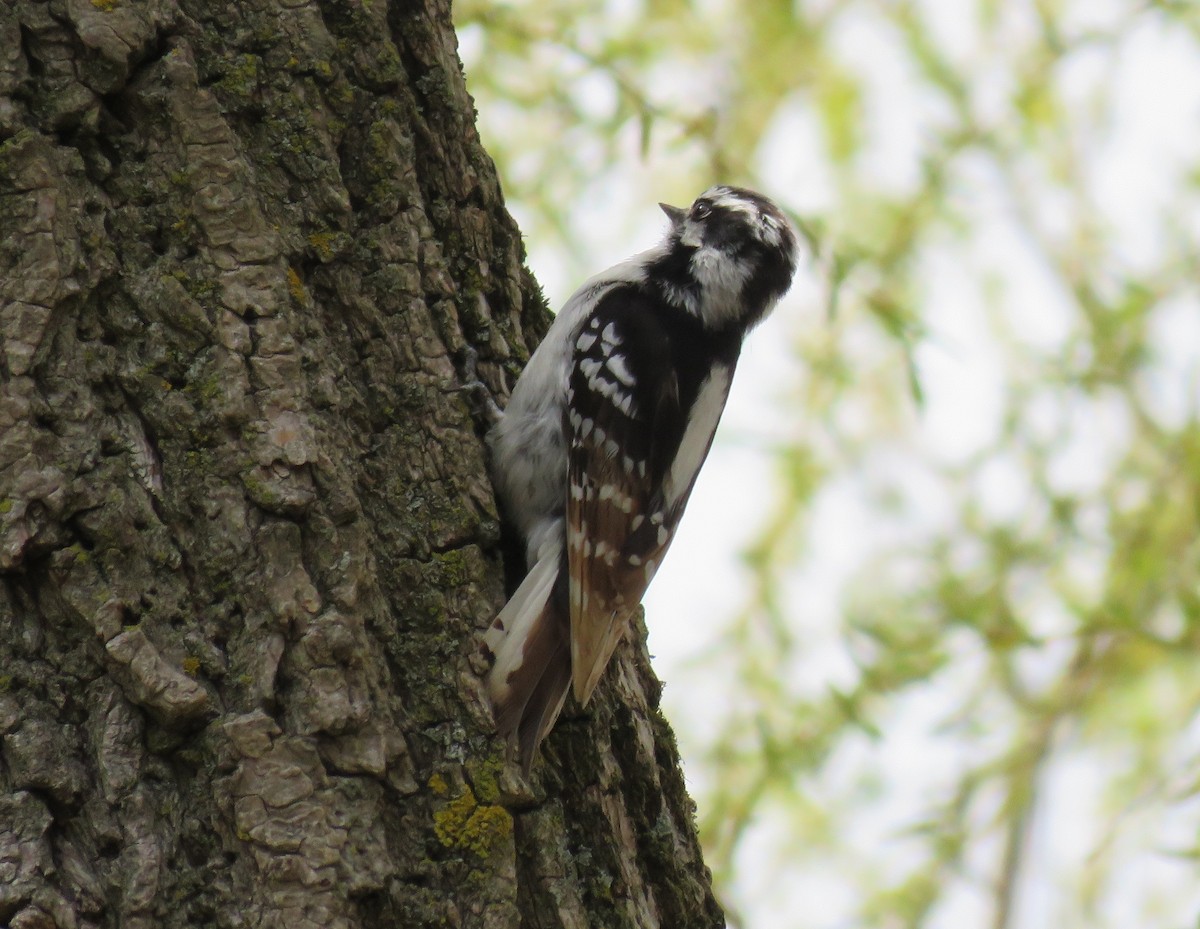 Downy Woodpecker - ML443300891