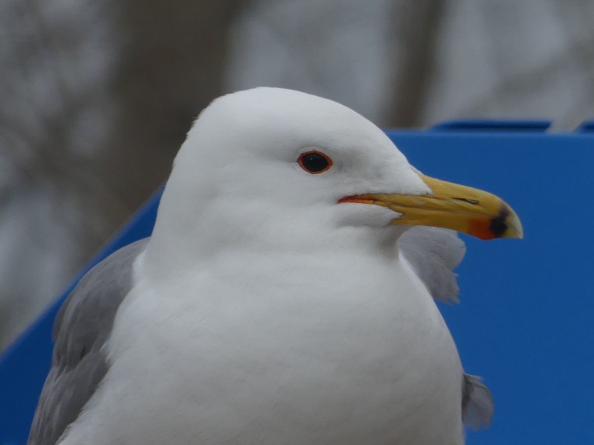 California Gull - ML443301781