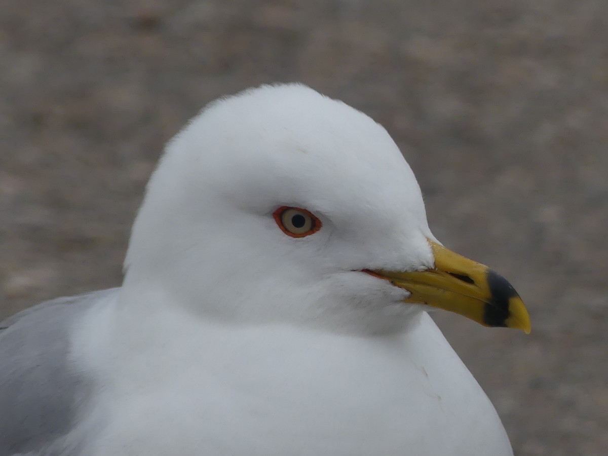 Ring-billed Gull - ML443302071