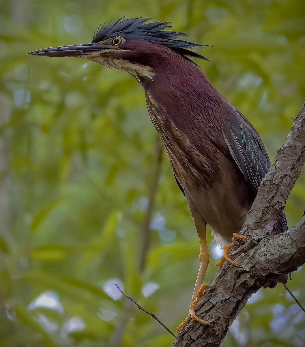 Green Heron - ML443302811