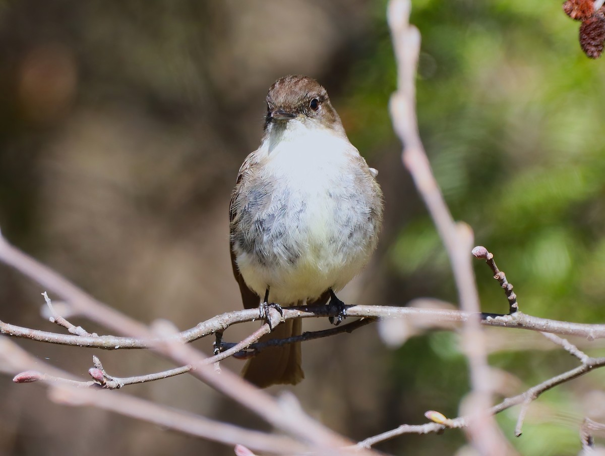 Eastern Phoebe - ML443303051