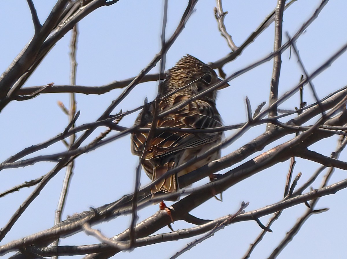 Vesper Sparrow - ML443303831