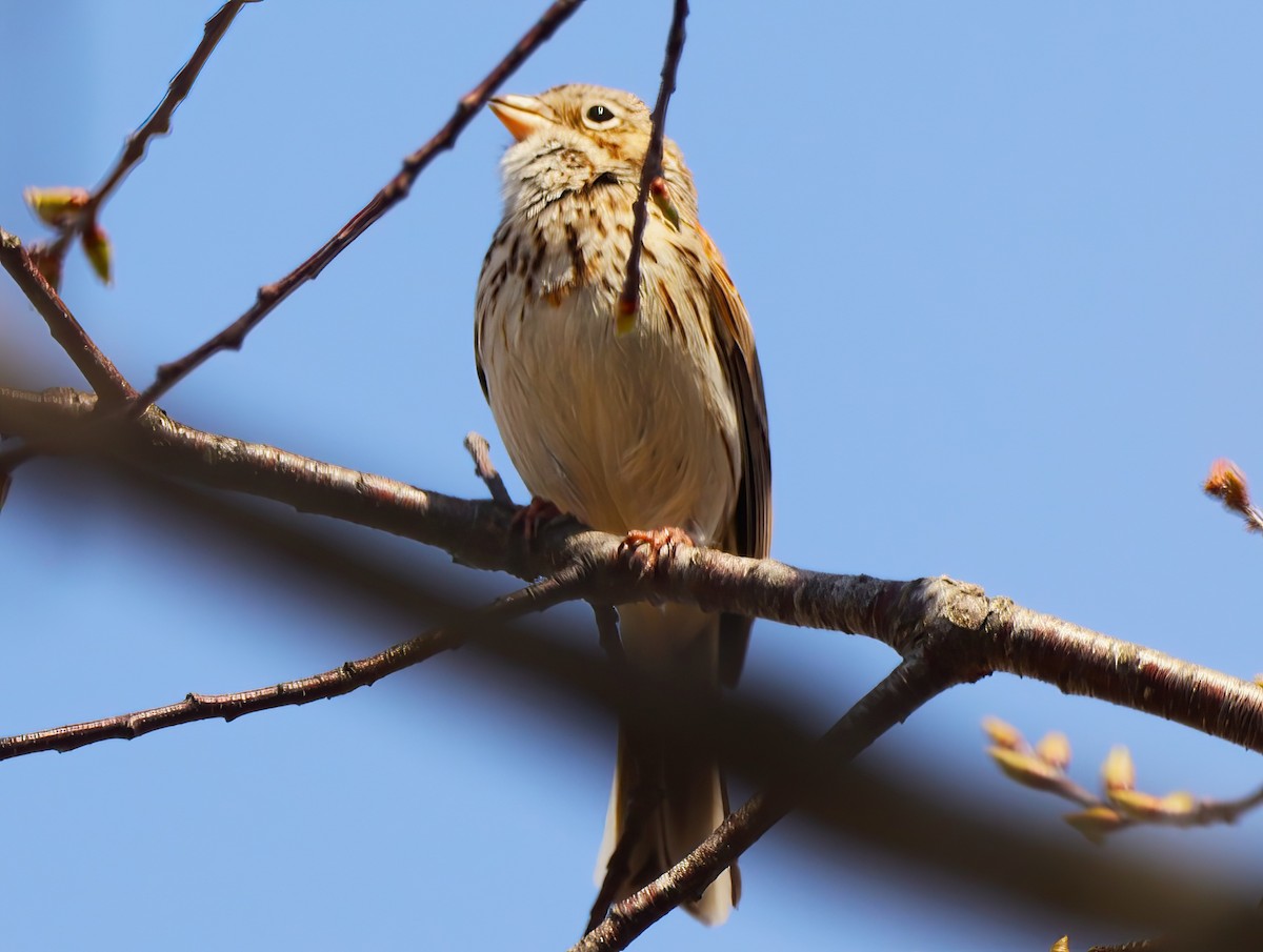 Vesper Sparrow - ML443303871