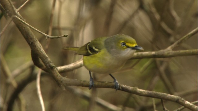 Ak Gözlü Vireo - ML443304