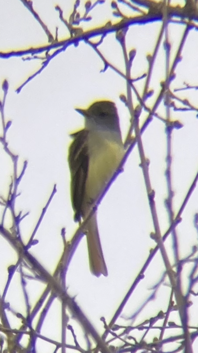 Great Crested Flycatcher - ML443305841