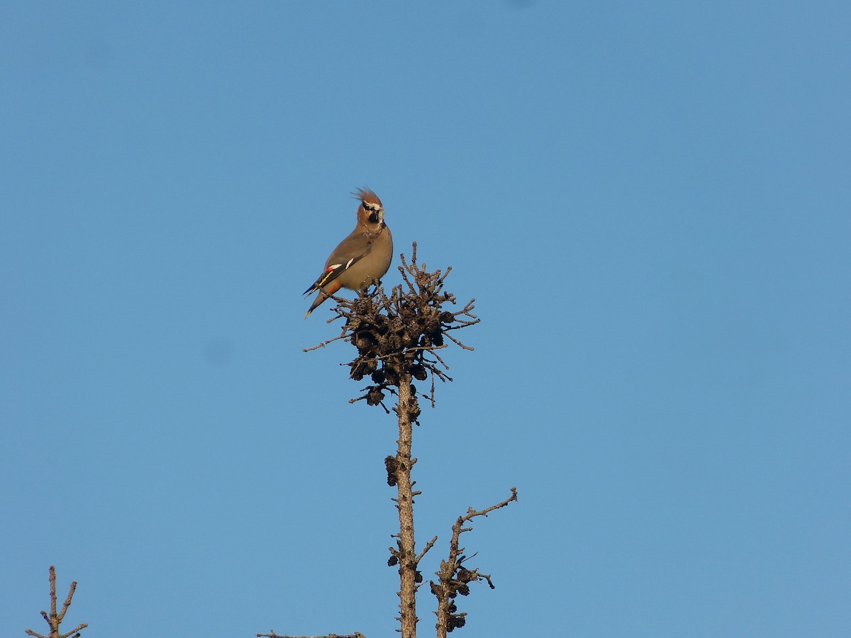 Bohemian Waxwing - ML44330641