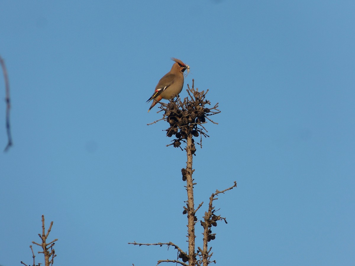 Bohemian Waxwing - ML44330661