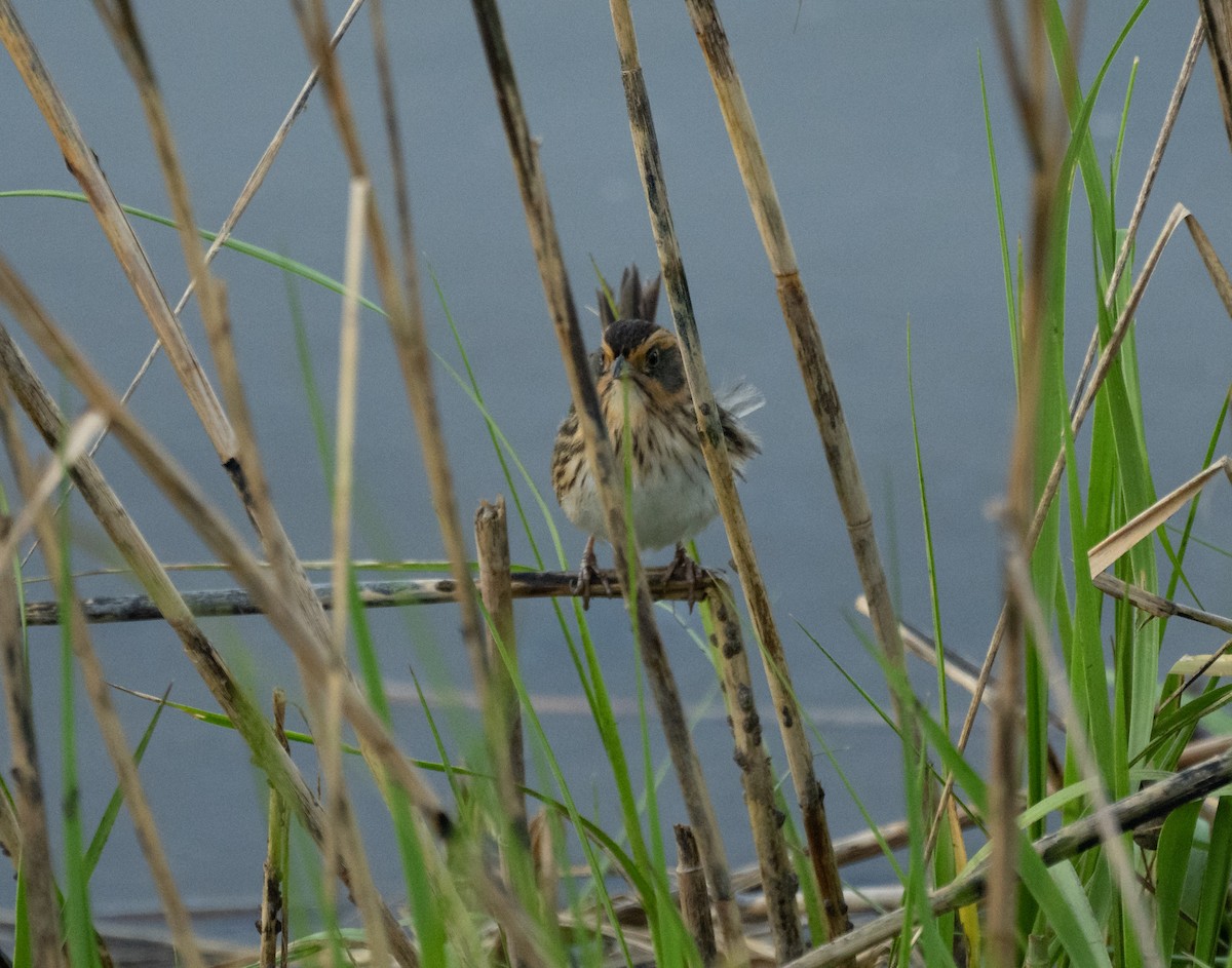 Saltmarsh Sparrow - ML443306941