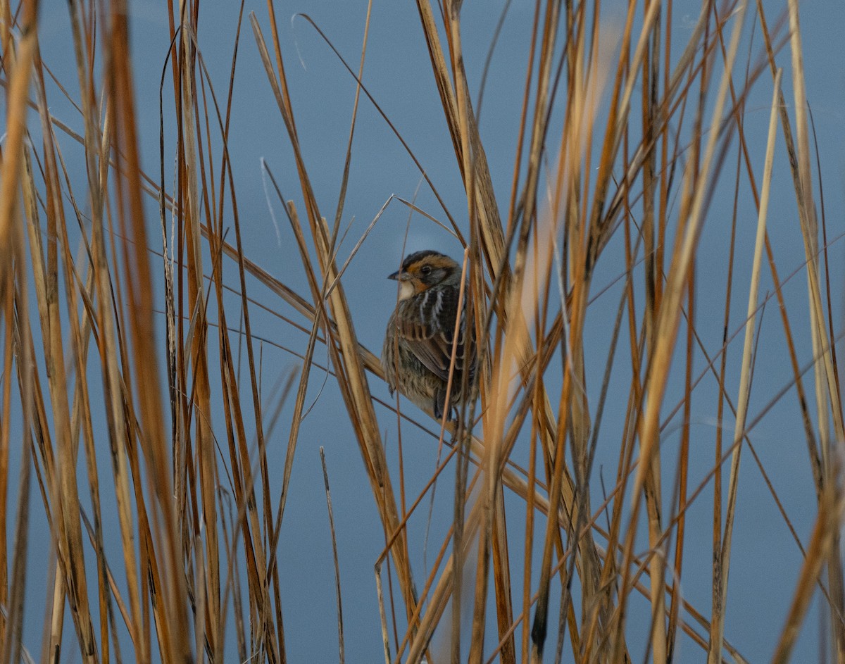 Saltmarsh Sparrow - ML443306981
