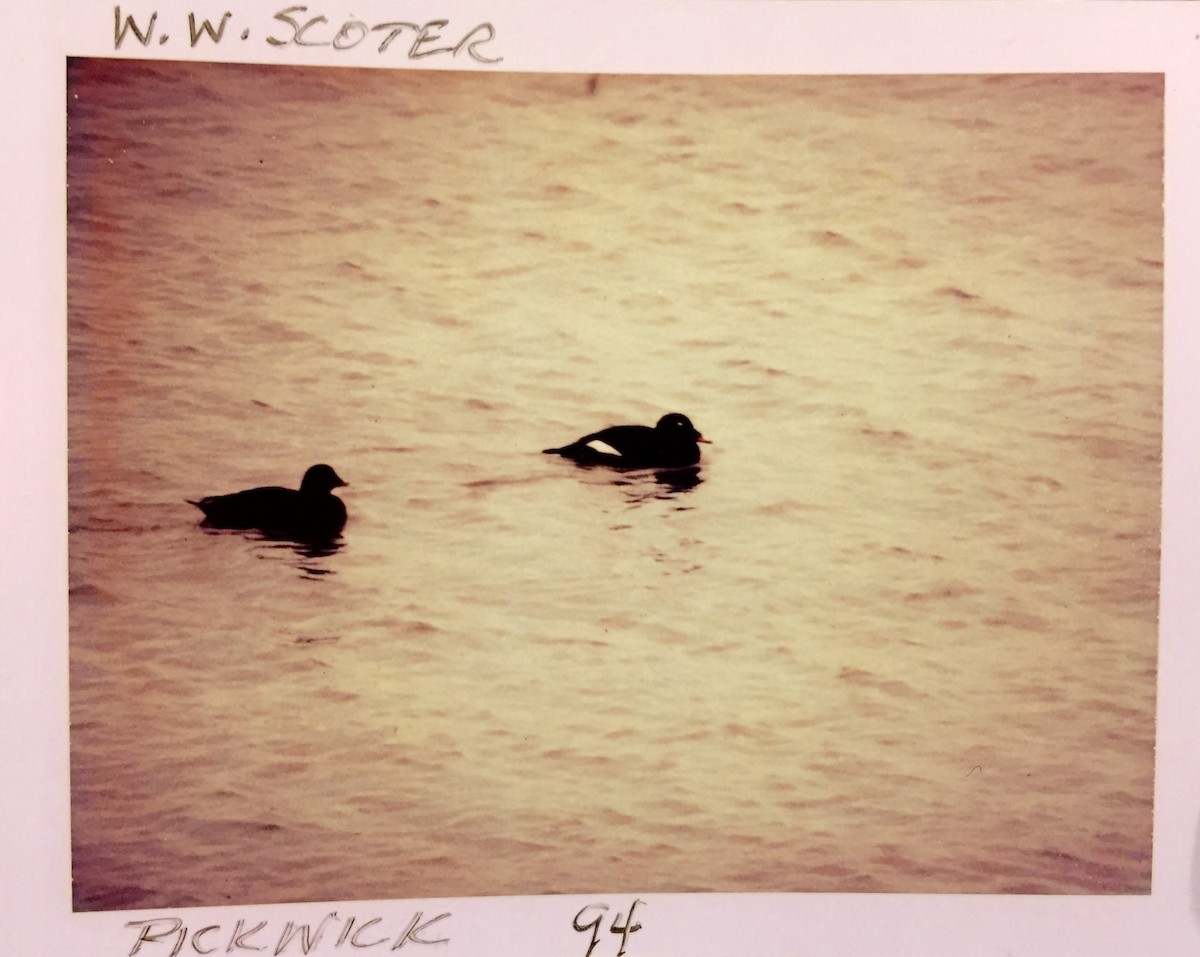 White-winged Scoter - Jeff R. Wilson