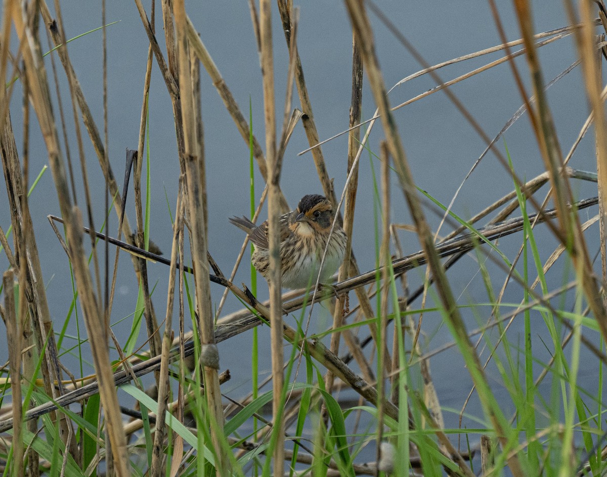 Saltmarsh Sparrow - ML443307011
