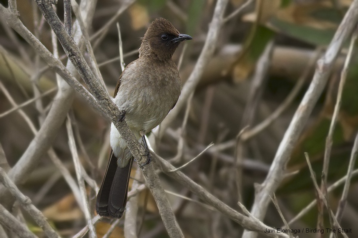 Bulbul des jardins - ML44330911