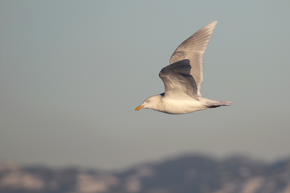 Glaucous Gull - Cameron Eckert