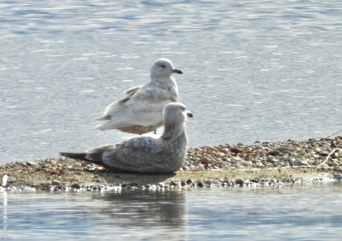 Iceland Gull (kumlieni) - Kalin Ocaña