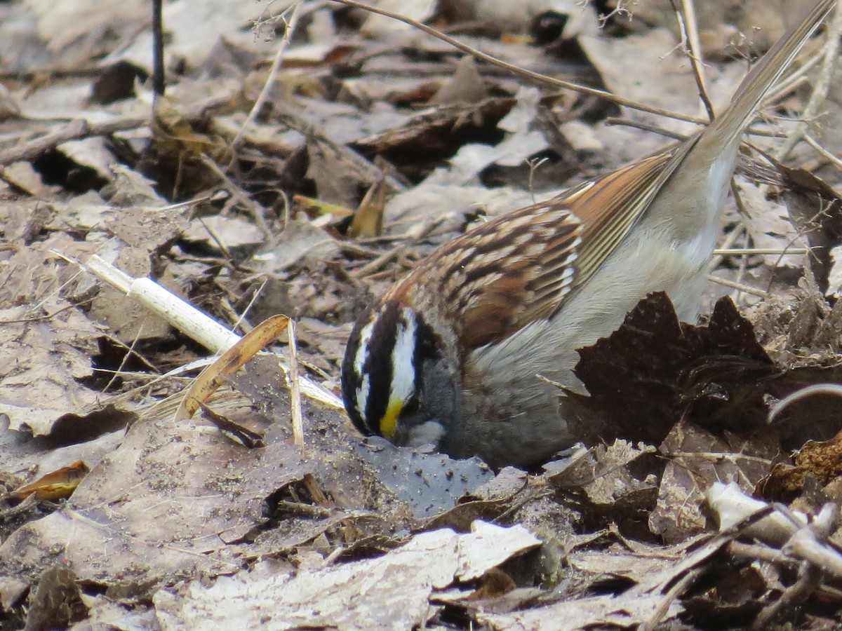 White-throated Sparrow - ML443310031