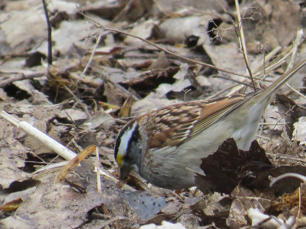 White-throated Sparrow - ML443310051