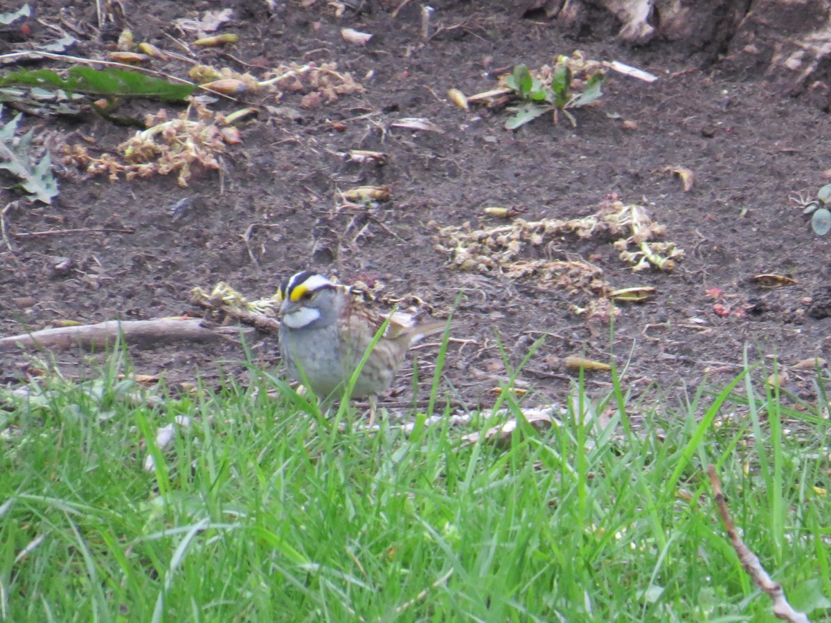 White-throated Sparrow - ML443310211