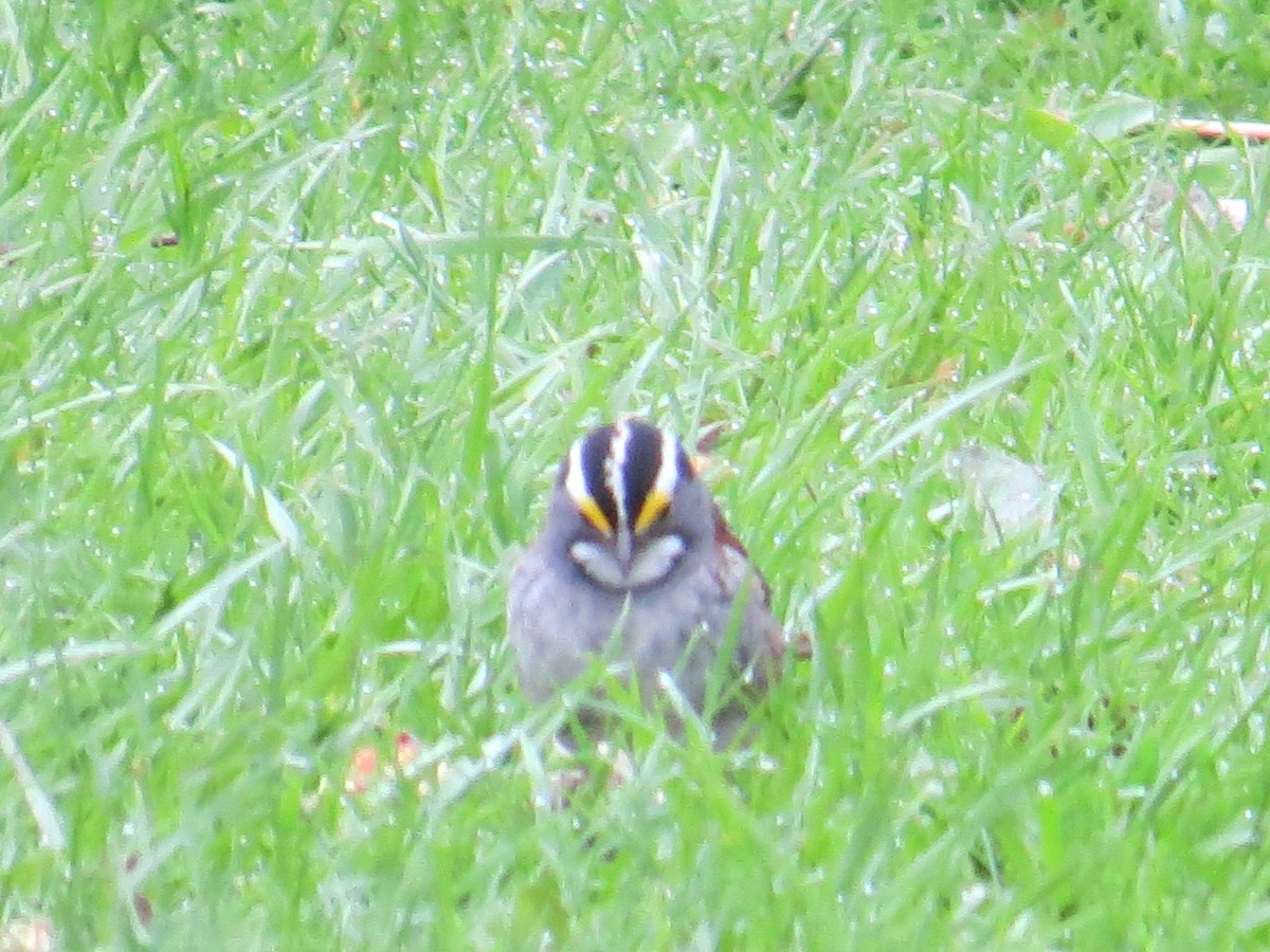 White-throated Sparrow - ML443310261