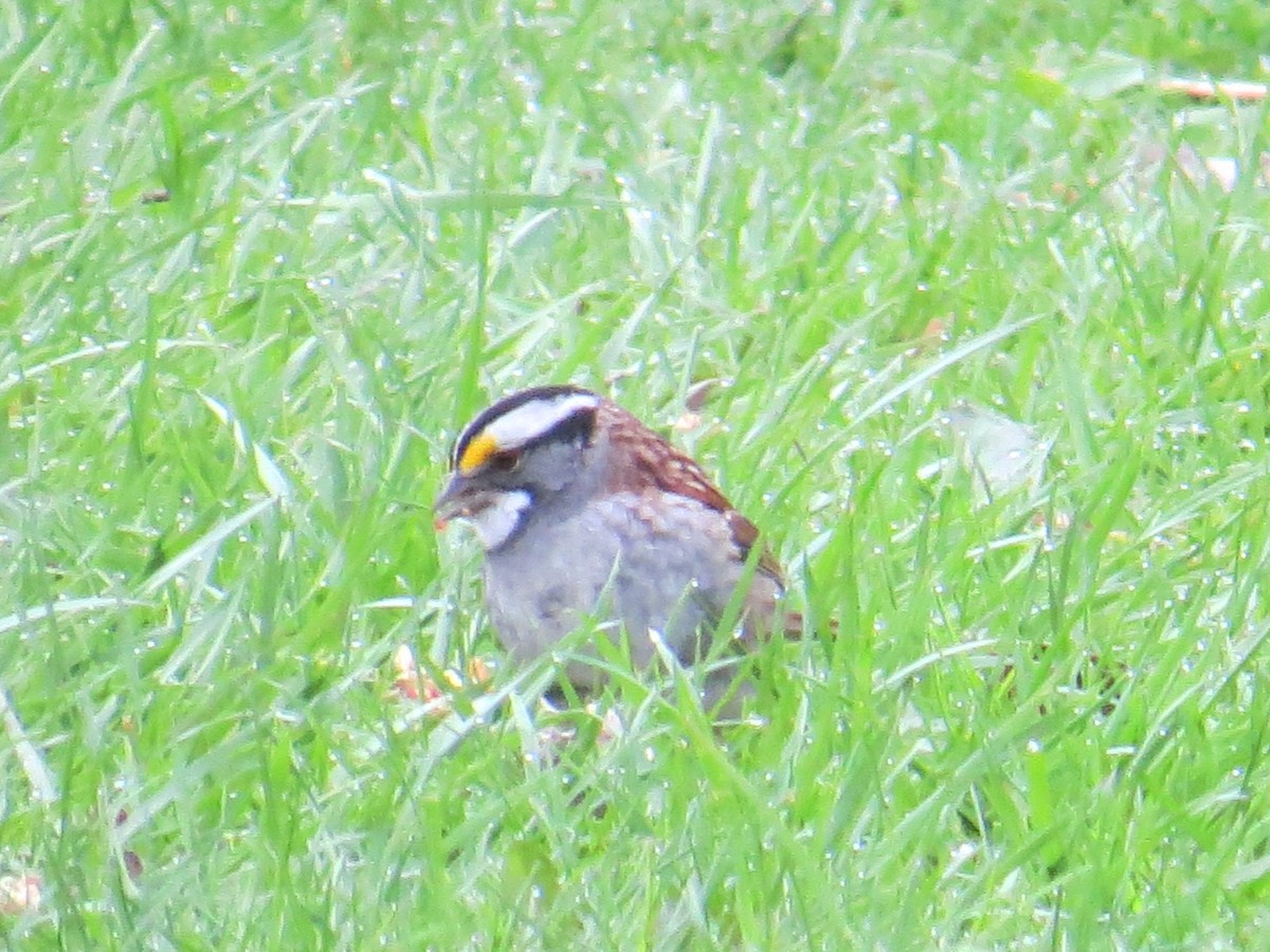 White-throated Sparrow - ML443310301
