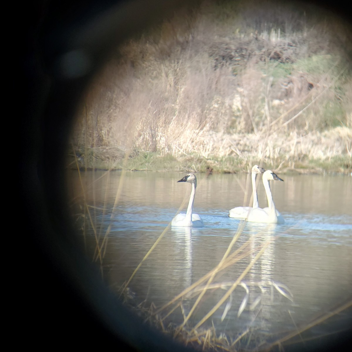 Trumpeter Swan - ML443310401