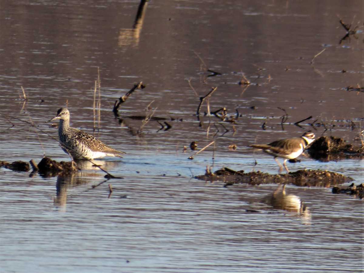 Killdeer - ML443310451