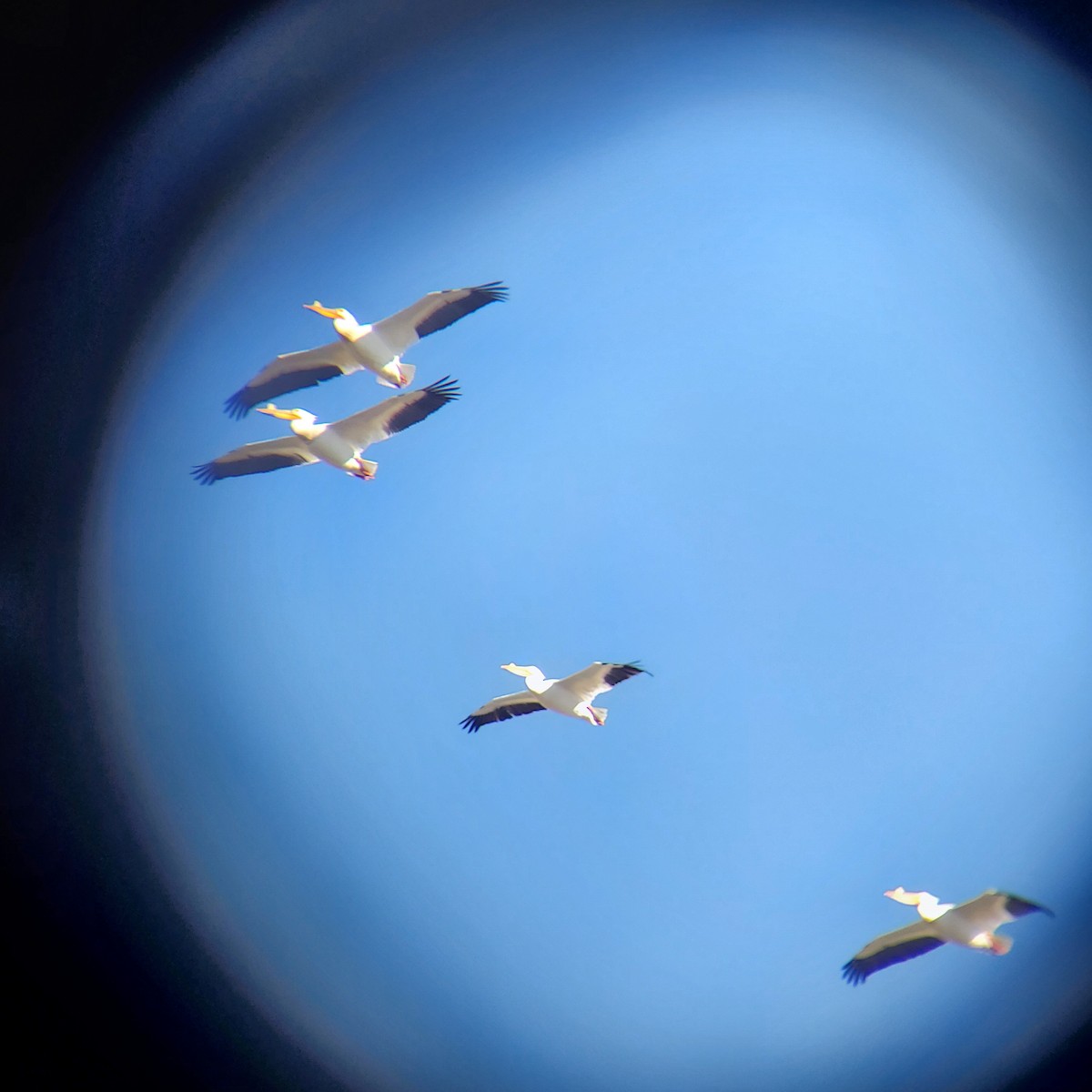 American White Pelican - ML443310891