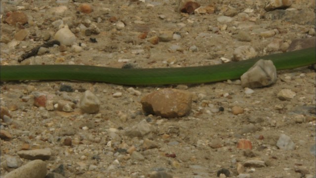 Rough greensnake - ML443311