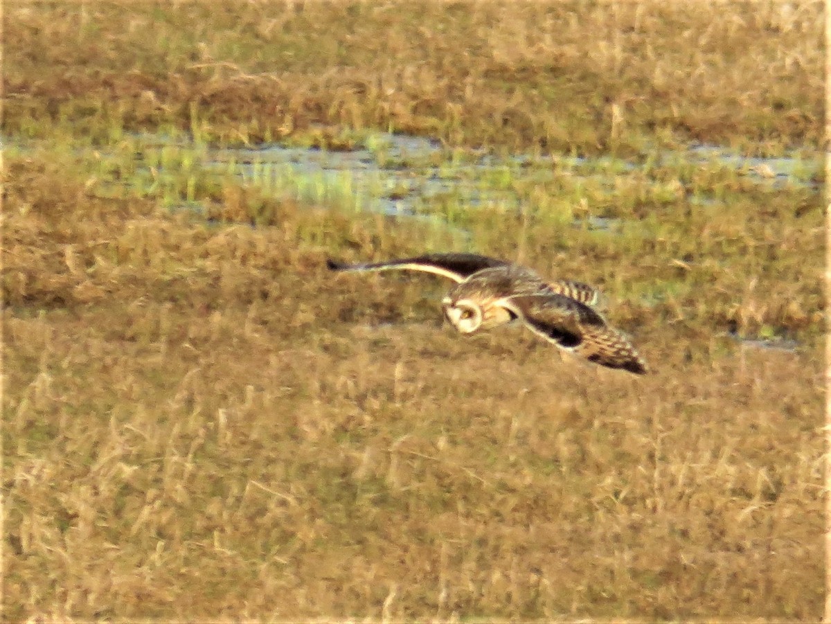 Short-eared Owl - Suzanne Maillé COHL