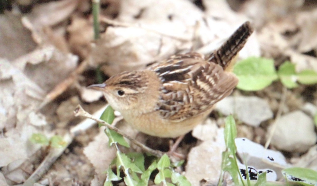 Sedge Wren - ML443311851