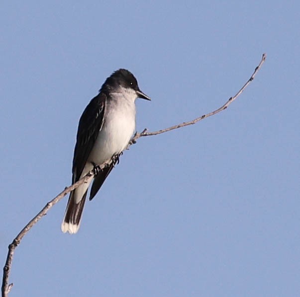 Eastern Kingbird - ML443312111