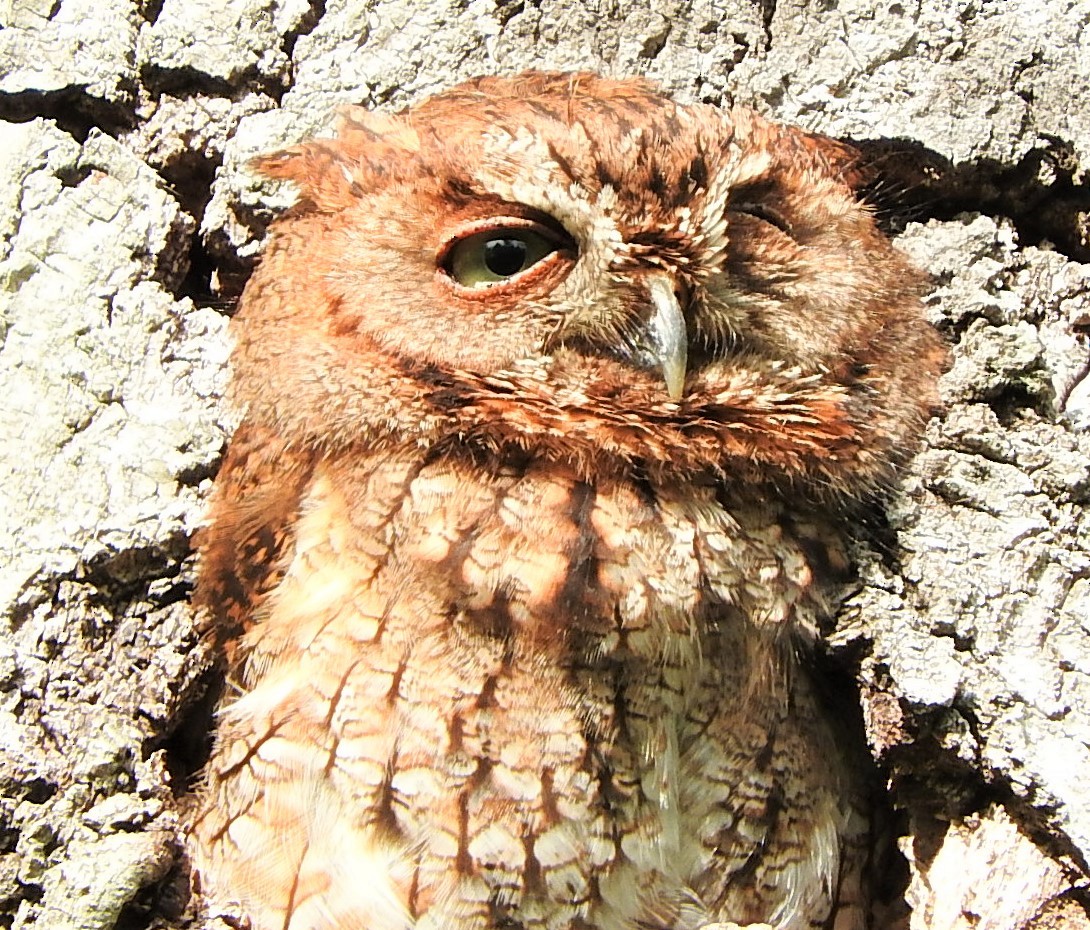 Eastern Screech-Owl - ML443312551