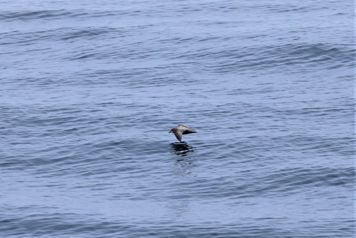 Murphy's Petrel - Russ Namitz