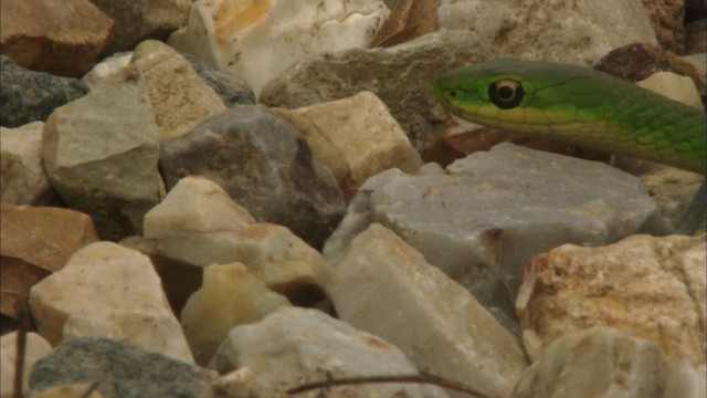 Rough greensnake - ML443314