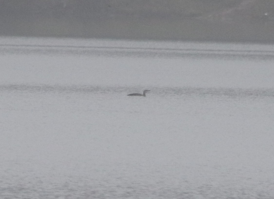 Red-throated Loon - ML443315041