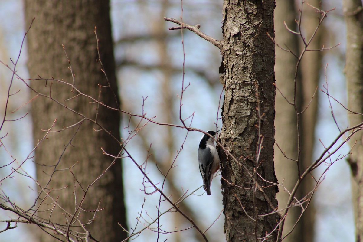 White-breasted Nuthatch - Jason Taylor